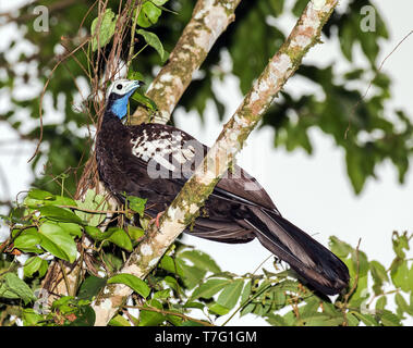 Trinité-critique d'extinction (Pipile pipile piping guan), connu localement comme le pawi, sur l'île de Trinidad dans les Caraïbes. Perché sur une branche Banque D'Images