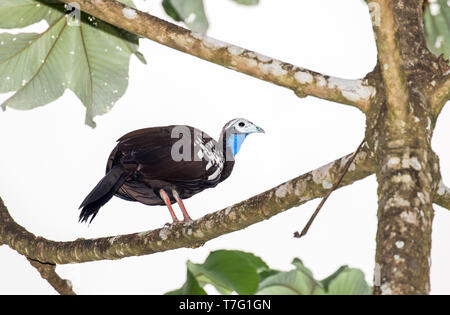 Trinité-critique d'extinction (Pipile pipile piping guan), connu localement comme le pawi, sur l'île de Trinidad dans les Caraïbes. Perché sur une branche Banque D'Images