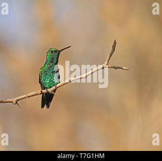 Red-billed emerald (Chlorostilbon gibsoni) perchés sur une petite branche en Colombie. Banque D'Images