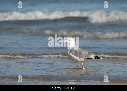 Des profils Caspian Gull (Larus cachinnans) Comité permanent sur la plage anglaise au cours de la fin de l'été. Banque D'Images