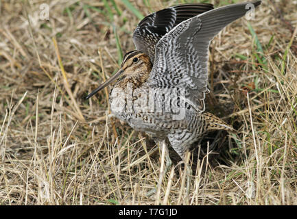 Tame vagrant premier-hiver bécassine double (Gallinago media) à rejeter en Angleterre avec les extensions relevées. Banque D'Images