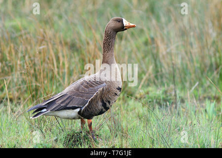 Groenland adultes de l'Oie naine (Anser albifrons flavirostris) au printemps en Ecosse. Banque D'Images