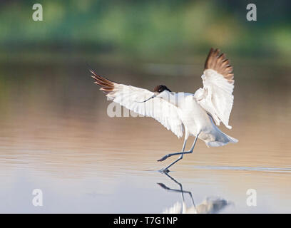 Avocette élégante (Recurvirostra avosetta) d'atterrissage dans un saltpan sur Lesbos, Grèce. Banque D'Images