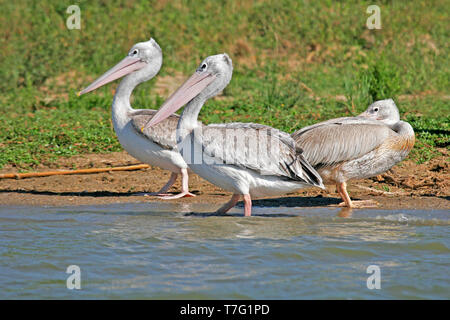 Pélican à dos rosé (Pelecanus rufescens) en Ouganda. En appui sur le bord d'un grand lac. Banque D'Images