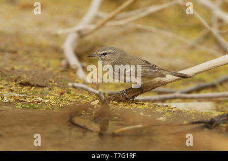 Feuille plaine orangée (Phylloscopus neglectus) à Al Abraq - Koweït. Banque D'Images