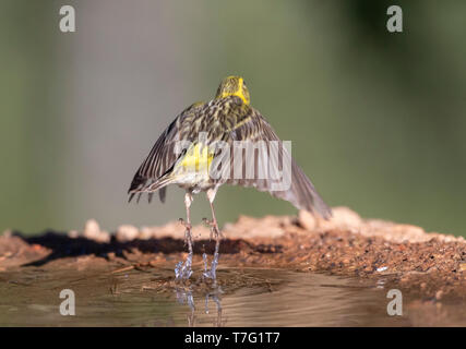 Mâle adulte (Serinus serinus Serin Européen) décollant d'un drinkig extérieure en Espagne. Vu sur l'arrière, montrant la croupe. Banque D'Images