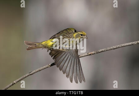 Mâle adulte (Serinus serinus Serin européen) en Espagne. Au décollage à une branche. Banque D'Images