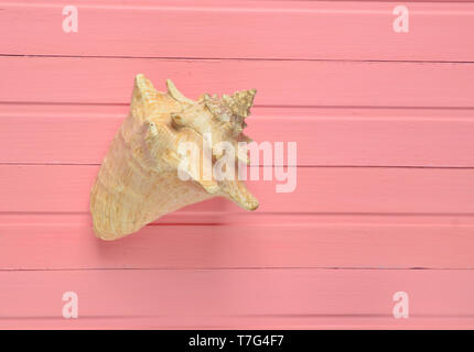 Un grand coquillage sur un fond de bois de rose. Vue d'en haut. Banque D'Images