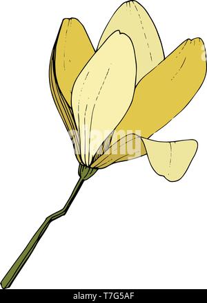 Magnolia fleurs botanique vecteur foral. L'art de l'encre jaune gravé illustration magnolia isolés élément. Illustration de Vecteur