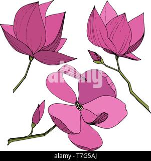 Magnolia fleurs botanique vecteur foral. L'art d'encre mauve gravé illustration magnolia isolés élément. Illustration de Vecteur