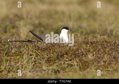 Labbe à longue queue adultes (Stercorarius longicaudus)) sur son nid sur la péninsule de Seward, Alaska, United States au printemps. Banque D'Images