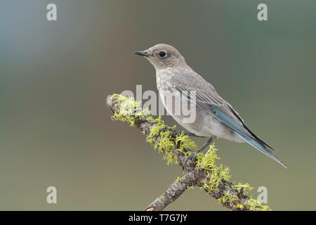 Juvenile Merlebleu azuré Sialia currucoides, Lake Co., New York août 2015 Banque D'Images