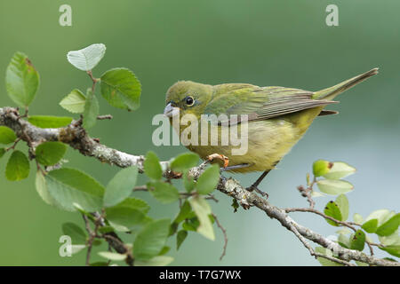 Mâle de deuxième année (Passerina ciris Painted Bunting) perché sur une branche dans le Comté de Galveston, Texas, États-Unis. Banque D'Images