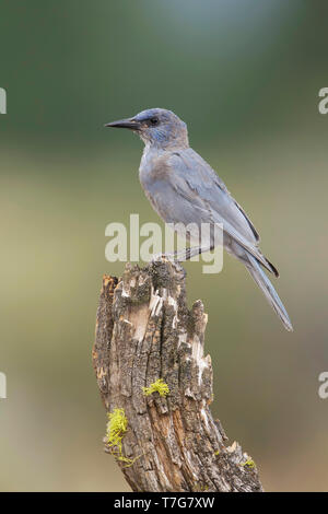 Jay Pinyon juvénile (Gymnorhinus cyanocephalus) perché sur une souche d'arbre dans une forêt de pins de Lake County, Oregon, USA, au cours de la fin de l'été. Banque D'Images