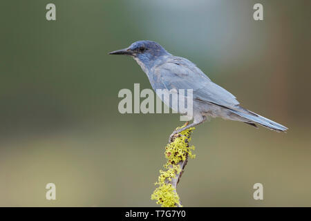 Des profils Pinyon Jay (Gymnorhinus cyanocephalus) perché sur une souche d'arbre dans une forêt de pins de Lake County, Oregon, USA, au cours de la fin de l'été. Banque D'Images