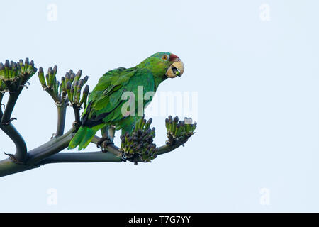 À couronne rouge adultes (Amazona viridigenalis) assis dans un arbre dans le comté de San Diego, Californie, USA. Les espèces introduites. Banque D'Images