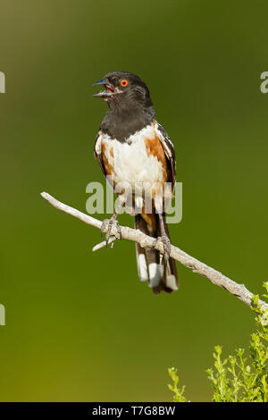 Tohi tacheté adultes (Pipilo maculatus) le chant d'une brindille dans le comté de Los Angeles, Californie, USA. Banque D'Images