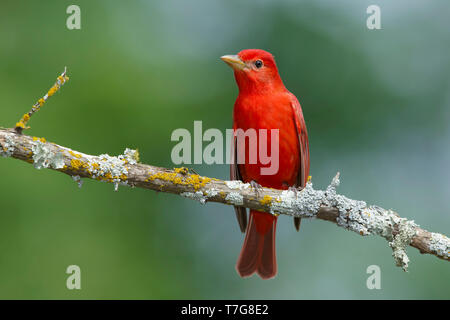 Mâle adulte Tangara vermillon (Piranga rubra) Co. Galveston, Texas, États-Unis Banque D'Images