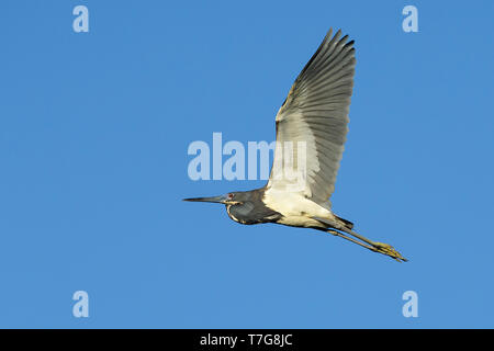 Reproduction adultes Aigrette tricolore (Egretta tricolor) Co. de Galveston, Texas, États-Unis Banque D'Images