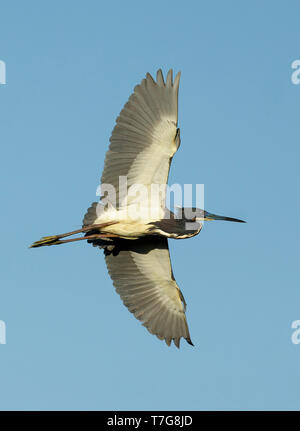 Reproduction adultes Aigrette tricolore (Egretta tricolor) Co. de Galveston, Texas, États-Unis Banque D'Images