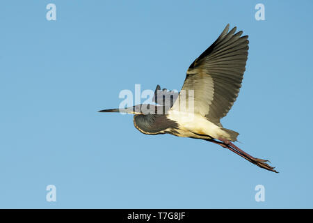 Reproduction adultes Aigrette tricolore (Egretta tricolor) Co. de Galveston, Texas, États-Unis Banque D'Images