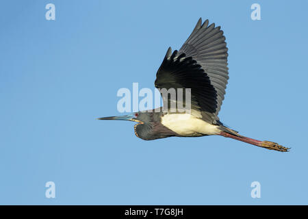 Reproduction adultes Aigrette tricolore (Egretta tricolor) Co. de Galveston, Texas, États-Unis Banque D'Images