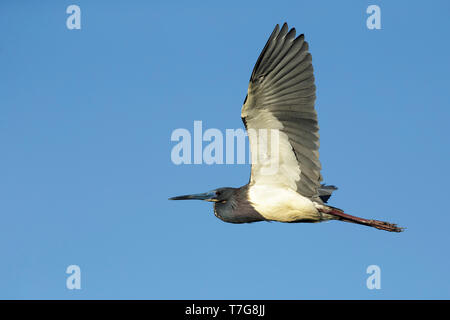 Reproduction adultes Aigrette tricolore (Egretta tricolor) Co. de Galveston, Texas, États-Unis Banque D'Images