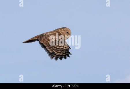 Chouette de l'Oural (Strix uralensis) Voltaire en vol et en Mongolie. Vu de côté, contre un ciel bleu en arrière-plan. Banque D'Images