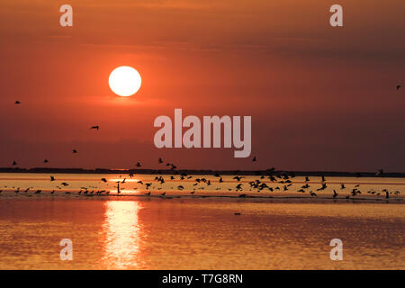 Coucher de soleil sur la mer des Wadden, Nordstrand, Allemagne. Avec beaucoup d'oiseaux dans l'avant de décoller. Banque D'Images