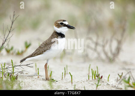 Mâle adulte Wilson's Pluvier siffleur, Charadrius wilsonia) en plumage nuptial debout sur une plage de sable. Co. Galveston, Texas, États-Unis. Banque D'Images