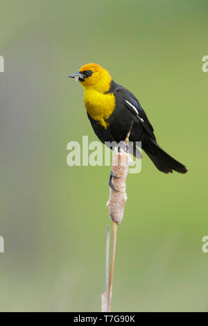 Mâle adulte (Carouge à tête jaune Xanthocephalus xanthocephalus) dans les marais près de Kamloops, Colombie Britannique, Canada. Banque D'Images