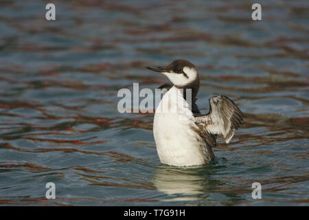 Common guillemot (Uria aalge) baignade dans le port de l'île de Wadden Terschelling, Pays-Bas Banque D'Images