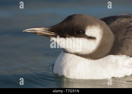 Common guillemot (Uria aalge) baignade dans le port de l'île de Wadden Terschelling, Pays-Bas Banque D'Images