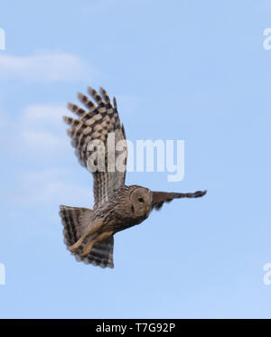 Chouette de l'Oural (Strix uralensis) Voltaire en vol et en Mongolie. Voler contre un ciel bleu en arrière-plan, Vue du dessous. Banque D'Images