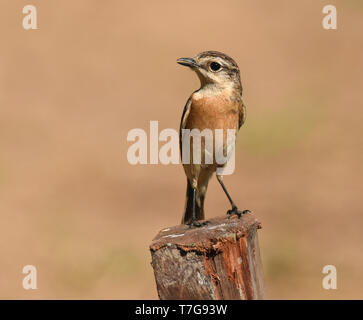 Stejneger hivernage's Stonechat (Saxicola stejnegeri) au Myanmar. Banque D'Images