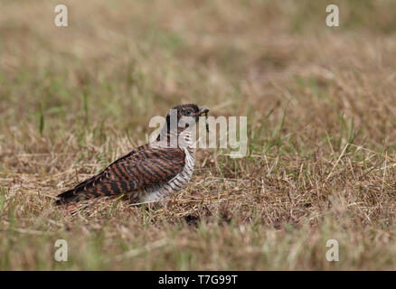 Cuckoo eurasien immatures (Cuculus canorus) assis sur le sol contre un arrière-plan naturel marron au Danemark. Banque D'Images