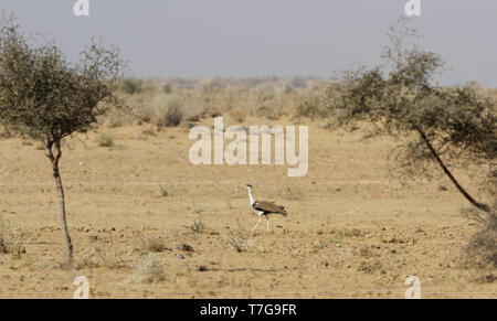 Gravement menacée d'Indien Grand Outarde (Ardeotis nigriceps) marche à travers désert en Inde. Aussi peu que 150 personnes ont été estimées pour survivre je Banque D'Images