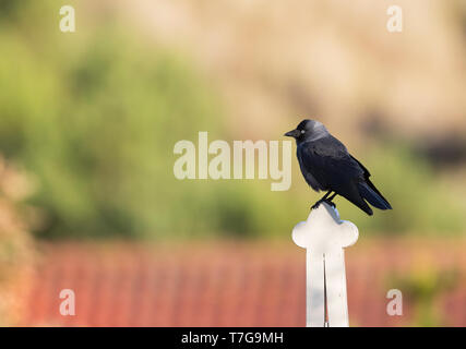 Western Jackdaw (Corvus monedula) perché sur français à Vlieland, Pays-Bas. Banque D'Images