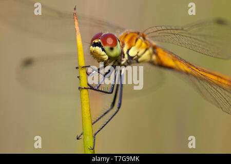 Imago Kempense heidelibel ; des profils repéré vert Banque D'Images
