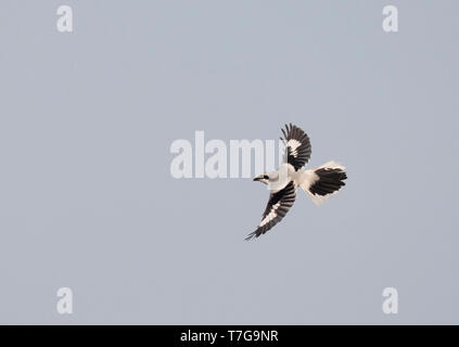 Hivernage (Lanius excubitor) tourner en vol au dessus de la coupe de la forêt pour chasser un oiseau chanteur il veut pour dîner. Banque D'Images