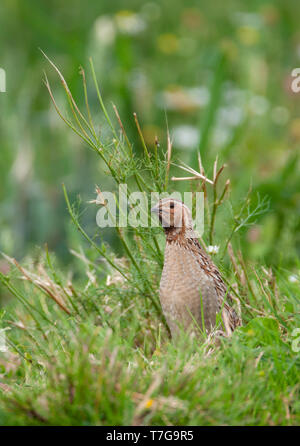 Caille commune adultes (Coturnix coturnix) en néerlandais pré. Plus souvent entendu que vu avec son cri caractéristique de "mes lèvres humides". Banque D'Images