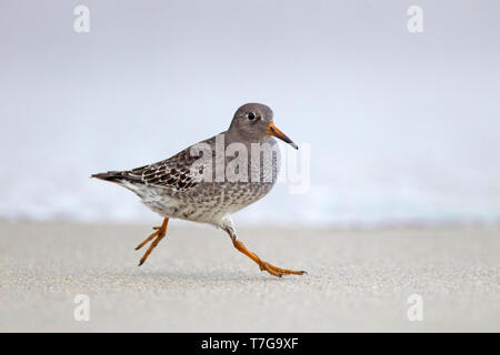 Bécasseau violet (Calidris maritima) tournant à la plage sur l'île de Helgoland, Allemagne. Banque D'Images