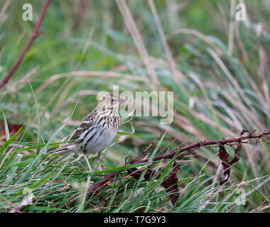 Première de l'hiver Pechora Sprague (Anthus gustavi) pendant la migration d'automne sur les îles Shetland, en Écosse. Banque D'Images