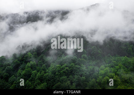 Un lieu magique des paysages de jungle dans le nord de l'Iran qui son sommet couvert par les nuages. Banque D'Images