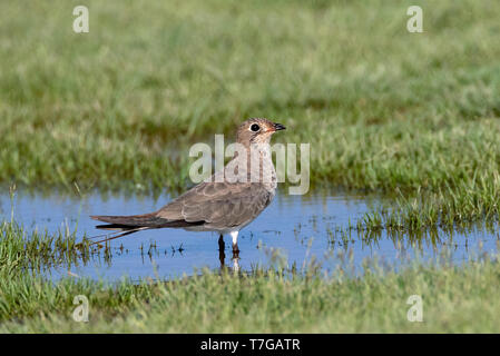 Collier adultes (Glareola pratincola Glaréole) debout dans l'eau au cours de l'automne dans le delta de l'Ebre, en Espagne. Banque D'Images