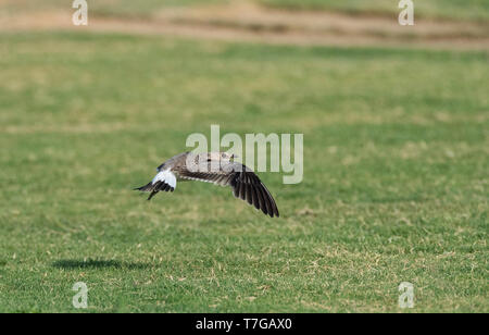 Première de l'hiver (glaréole à collier Glareola pratincola) survolant un grassfield au cours de l'automne dans le delta de l'Ebre, en Espagne. Banque D'Images