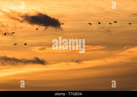 Grues Cendrées volant dans le coucher du soleil Banque D'Images