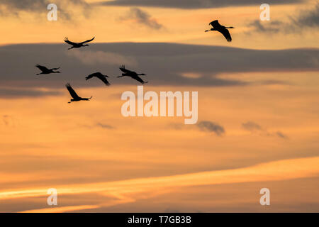 Grues Cendrées volant dans le coucher du soleil Banque D'Images