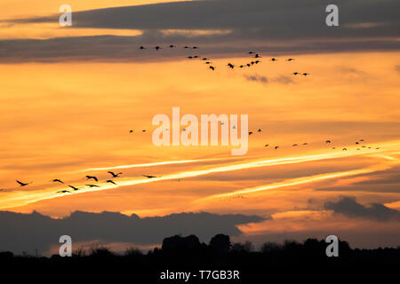 Grues Cendrées volant dans le coucher du soleil Banque D'Images