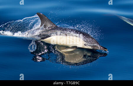 À bec court dauphin commun (Delphinus delphis) Nager dans l'océan Atlantique au nord de l'Espagne, dans le golfe de Gascogne. Banque D'Images